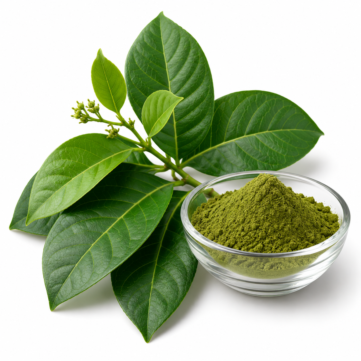 Gymnema Leaf Extract