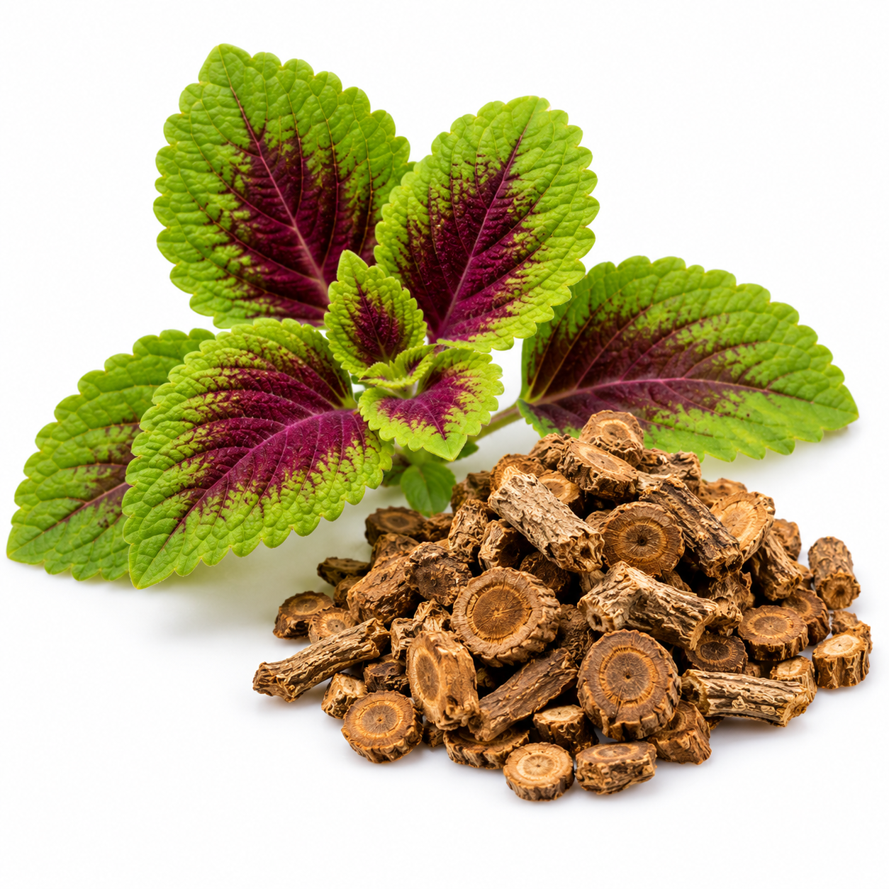 Coleus Forskohlii